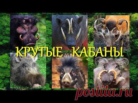 Как выглядят особые виды реально существующих диких кабанов - YouTube