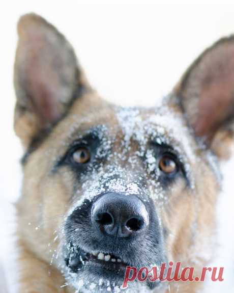 Почему собаки любят снег: лучшие фото собак на снегу » Notagram.ru Собачья радость или лучшие фото собак на снегу. Фотографы дали ответ на вопрос, почему собаки любят снег. Добрые и забавные фото собак и щенят в снегу.