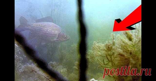 Реакция карася на 3 вида манки. Мартовское глухозимье. Подводная съемка - видео онлайн. Сайт Новосибирских рыбаков Видео: Реакция карася на 3 вида манки. Мартовское глухозимье. Подводная съемка -  бесплатно. Рубрика: Подводные съемки. Добавлено пользователем rybakk в 2018 году. На дворе март, начало весны, а на улице стоят морозы жестче чем зимой. Проверяю реакцию карася на три вида манки в