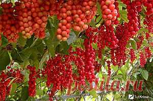 Как я делала горячий душ для орхидеи | Самоцветик