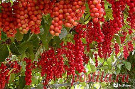 Как я делала горячий душ для орхидеи | Самоцветик