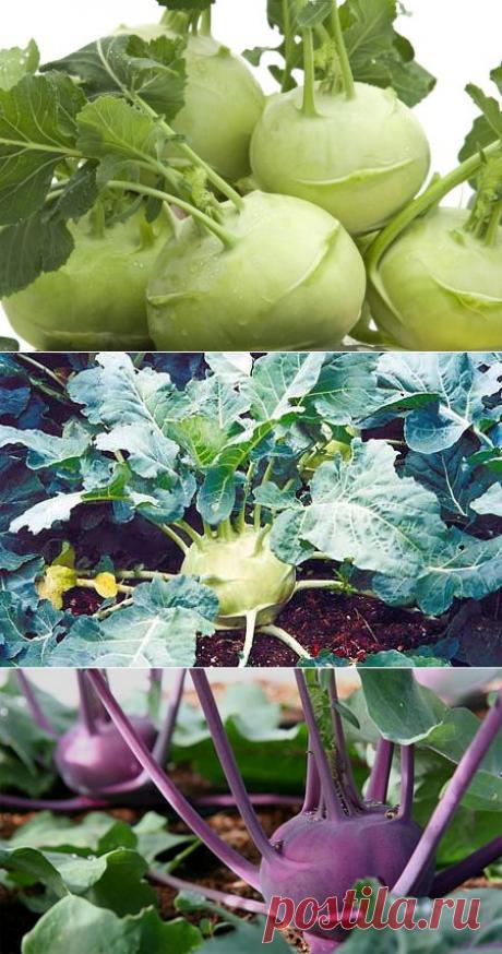 Необычная капуста кольраби | Дачный участок