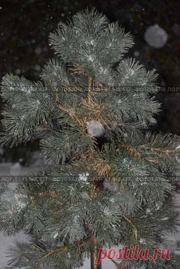 Close-up of snow covered pine tree in a dark cold snowy night. Стоковое фото, фотограф Ilaronsia / Фотобанк Лори