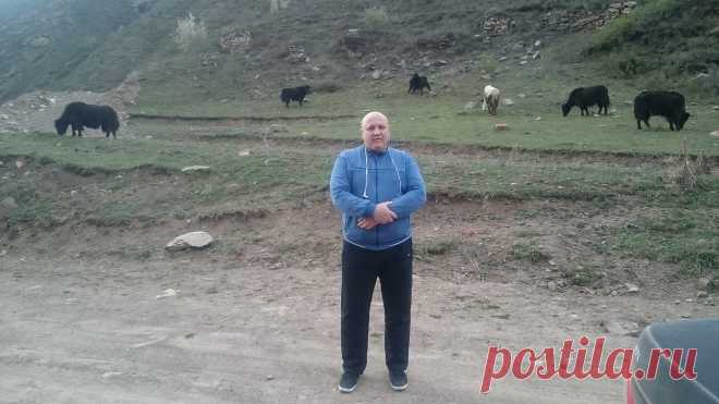 Высоко в горах там где пасутся Яки.