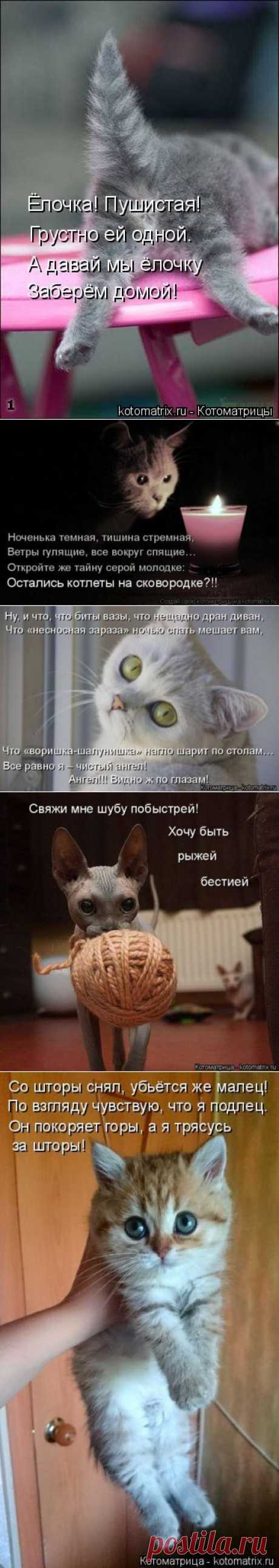 Отличная котоматрица для поднятия настроения