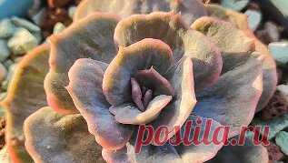 Суккуленты на юге | Эхеверия Марбл Echeveria Marble - красивая, но так медленно растет у меня! | Дзен
