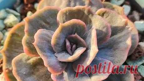 Суккуленты на юге | Эхеверия Марбл Echeveria Marble - красивая, но так медленно растет у меня! | Дзен