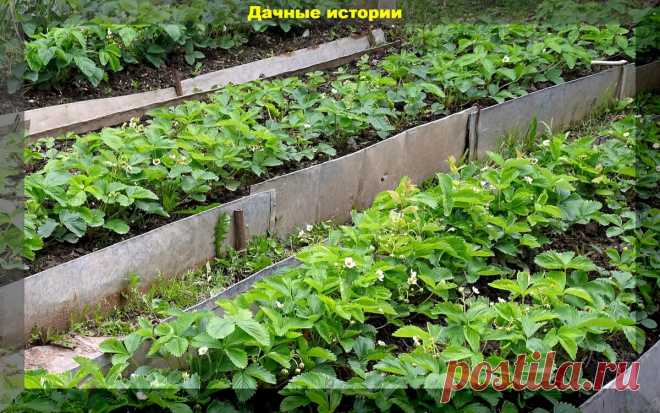 Уход за клубникой. Пять очень простых, но крайне важных советов для крупной и сладкой ягоды | Дачные истории | Яндекс Дзен
