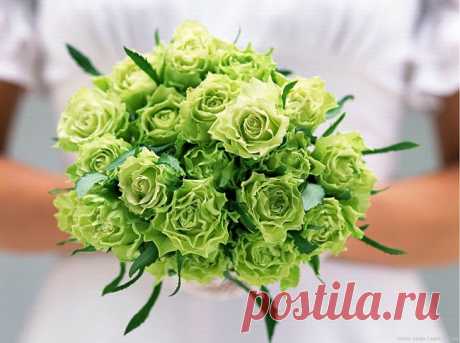 розы
