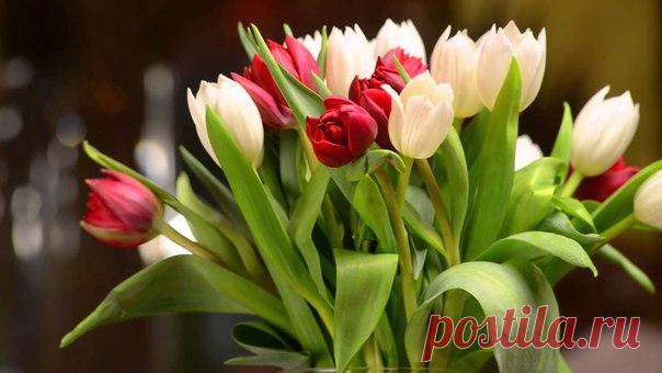 И пусть на лужах лед - пока ещё зима, А видятся цветы, а слышится весна.. И теплое пальто ты снять уже готов.. Так хочется весны, так хочется цветов!🌷🌷🌷