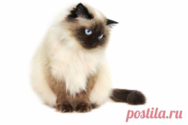 Гималайская кошка.