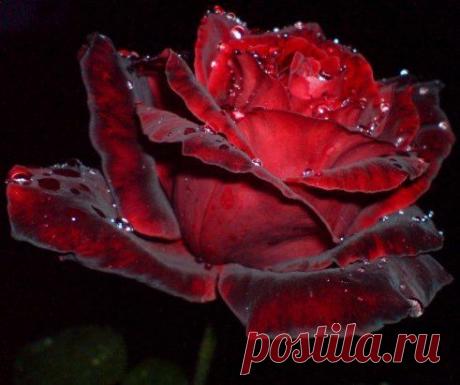 (1) Одноклассники