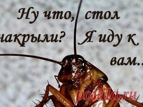 Вся правда о тараканах. | Ovlako | Яндекс Дзен