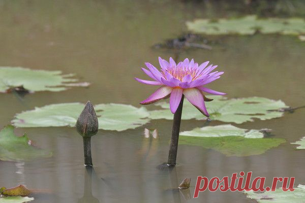 Цветы | Фотографии сергей ефременко | 9668 фото