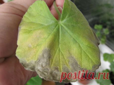 Болезни пеларгоний грибкового и бактериального характера - Форум цветоводов Фрау Флора