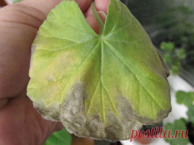 Болезни пеларгоний грибкового и бактериального характера - Форум цветоводов Фрау Флора