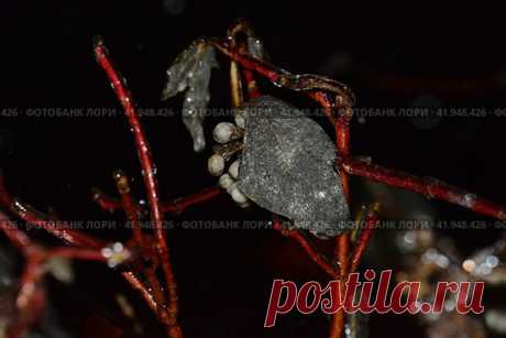 Close-up of frozen plant on dark night background during winter Стоковое фото, фотограф Ilaronsia / Фотобанк Лори