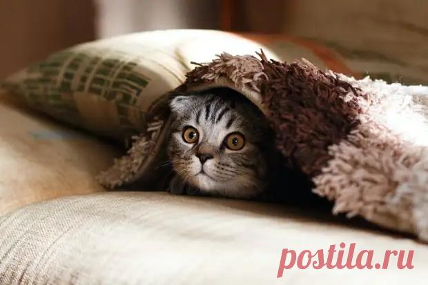 Как заставить питомца принимать лекарства: 5 простых способов спрятать таблетку - Квартира, дом, дача - 13 июля - 43366404865 - Медиаплатформа МирТесен