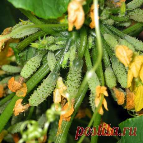 Клавдия F1 — красивый, вкусный, выносливый огурец
