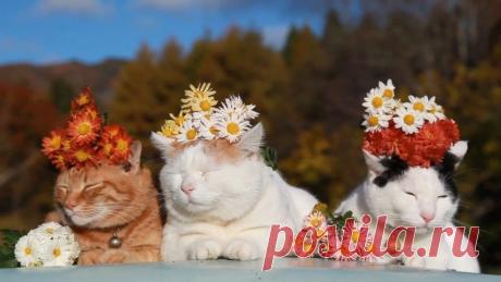 В Японии все спокойно: kot_de_azur | Самый ленивый в мире кот проживает в Японии, его зовут Shiro Neko (в переводе с японского - Белый кот).
Возможно, это самый довольный и расслабленный кот на земле. Широнеко родился 8 марта 2002 года, так что ему уже 11 лет. На некоторых фото Широнеко выглядит несколько тучным, в действительности же он находится в прекрасной форме и его вес составляет около 4.5 кг. Самой отличительной чертой Широнеко являются его глаза – всегда полуприкрытые и полусонные...