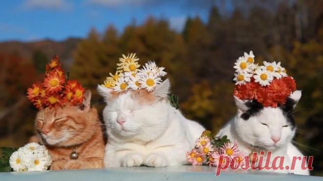 В Японии все спокойно: kot_de_azur | Самый ленивый в мире кот проживает в Японии, его зовут Shiro Neko (в переводе с японского - Белый кот).
Возможно, это самый довольный и расслабленный кот на земле. Широнеко родился 8 марта 2002 года, так что ему уже 11 лет. На некоторых фото Широнеко выглядит несколько тучным, в действительности же он находится в прекрасной форме и его вес составляет около 4.5 кг. Самой отличительной чертой Широнеко являются его глаза – всегда полуприкрытые и полусонные...