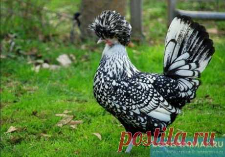 (65) Одноклассники