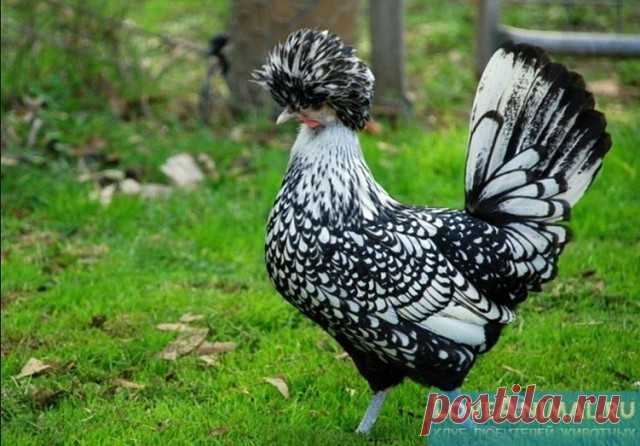 (65) Одноклассники