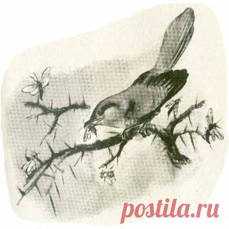 «СОЛОВЕЙ-РАЗБОЙНИК»