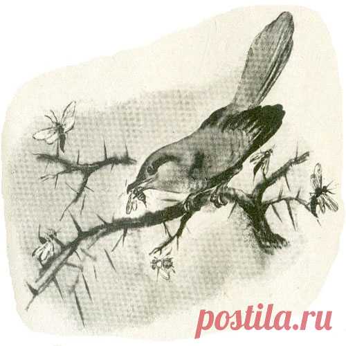 «СОЛОВЕЙ-РАЗБОЙНИК»