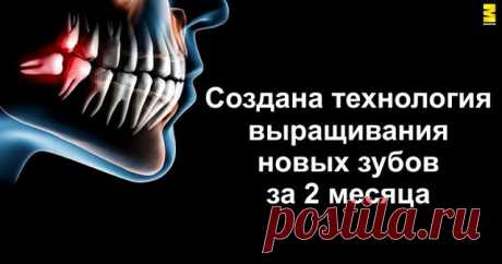 Создана технология выращивания новых зубов за 2 месяца Благодаря этой технологии люди вскоре могут забыть о бормашине.