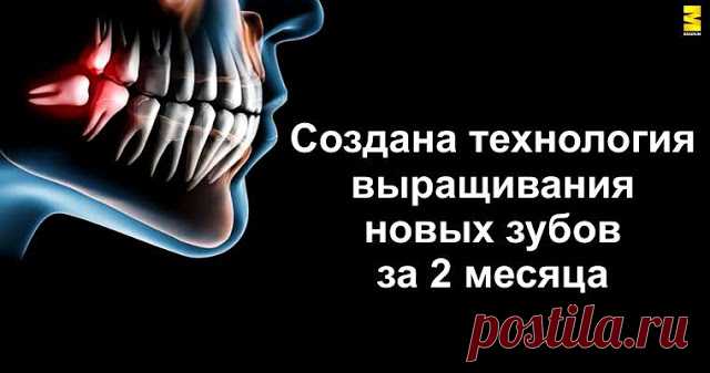 Создана технология выращивания новых зубов за 2 месяца Благодаря этой технологии люди вскоре могут забыть о бормашине.