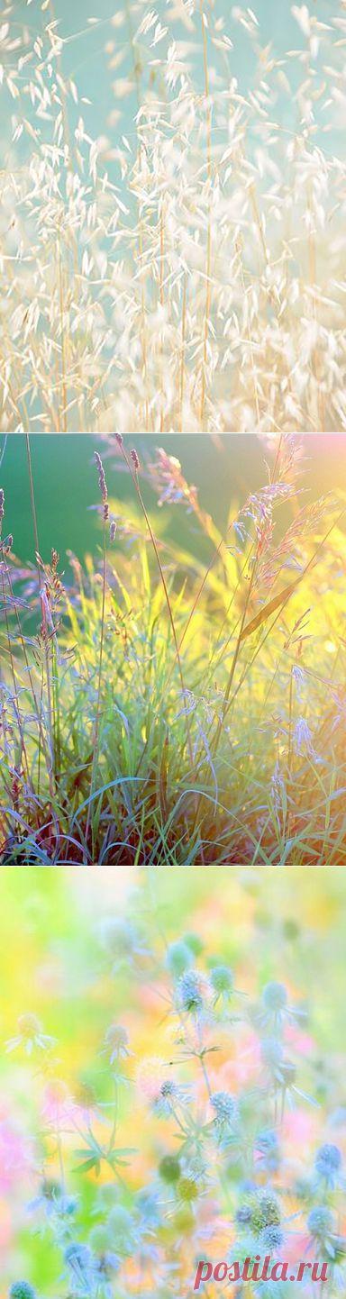 (4) Одноклассники