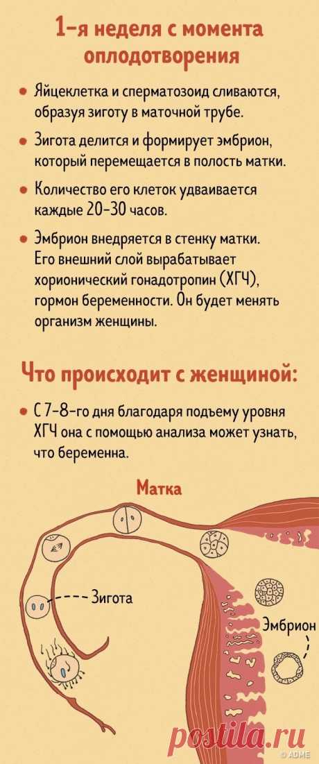 9 месяцев беременности в 4 минутах