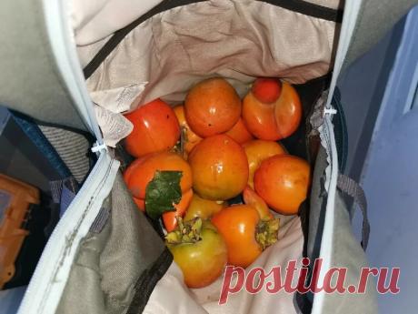 Хорошо когда фрукты растут рядом с домом! Если, что - это хурма | Тур в Мир | Яндекс Дзен