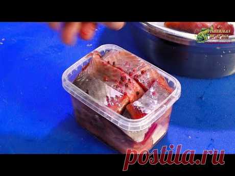 Рыбак делится проверенным способом вкусной засолки красной рыбы!