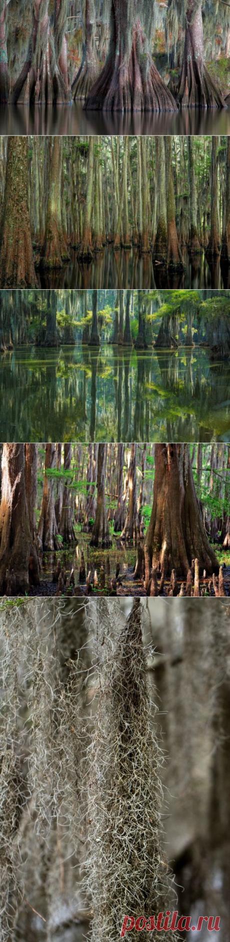 Испанская борода, йети и колени кипарисов. . Обсуждение на LiveInternet -  На границе Техаса и Луизианы, у затерянного в болотах и проливах «неопределенного» городка Uncertain, где свисают со стволов серые пряди испанской бороды, а из неглубокой воды высовывают любопытные головы гигантские аллигаторы, расположилось загадочное озеро Каддо, будто наполненное декорациями к научно-фантастическому фильму Аватар.