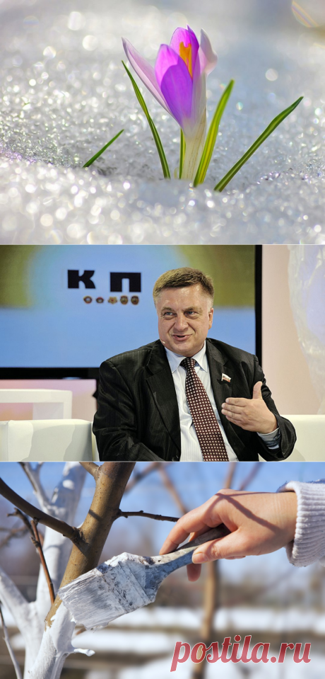 Андрей Туманов о том, как привести в порядок сад-огород после нестандартной зимы
