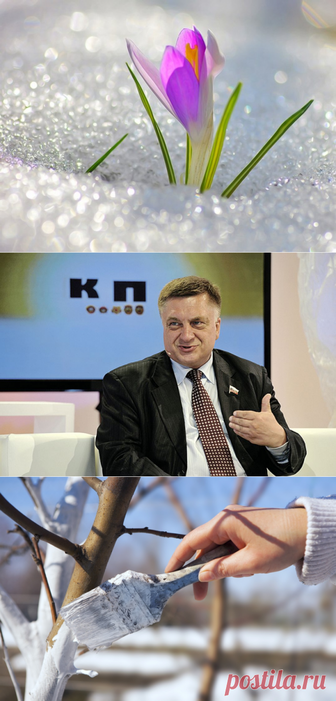 Андрей Туманов о том, как привести в порядок сад-огород после нестандартной зимы