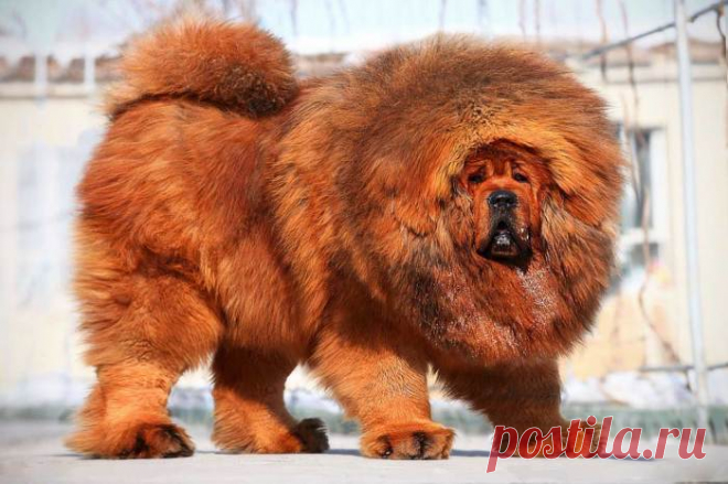 13 самых дорогих животных, за которыми «гоняются» миллионеры