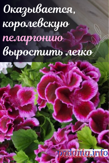 Королевская пеларгония — виды и уход за геранью в домашних условиях, размножение и фото цветка. Пеларгония данного вида более требовательна к заботе, чем другие представители семейства. #цветы #растения #пеларгония#удобрение #цветение #комнатные #домашниецветы #королевскаяпеларгония
