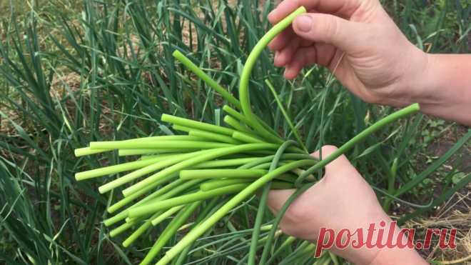 Куда девать чесночные стрелки? Я готовлю из них обалденную намазку на бутерброды | Дачные записки | Яндекс Дзен