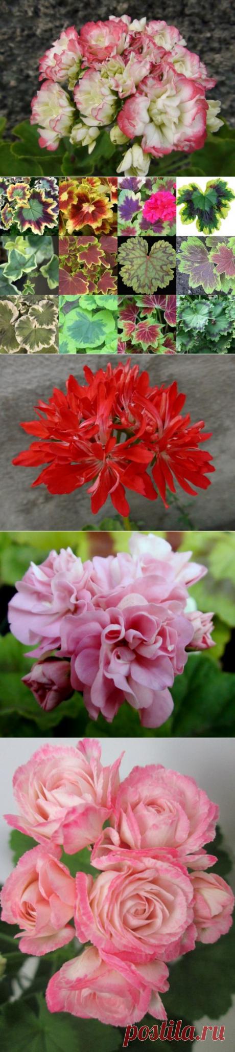 Пеларгония.