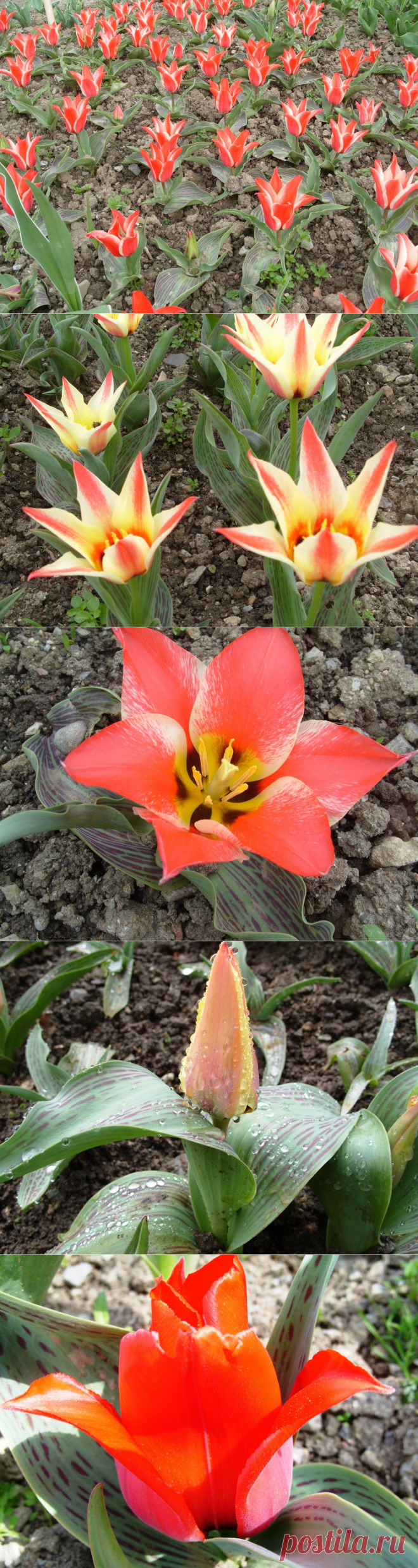 8 лучших сортов тюльпанов Грейга.
Одними из cамых эффектных тюльпанов, расцветающих на юге в первых числах апреля (сорта раннего срока цветения), являются сорта из садового класса тюльпана Грейга (Tulipa greigii). Они покоряют красотой не только своего крупного цветка, но и эффектными листьями, испещренными фиолетовыми, коричневыми и красными полосками, штрихами.