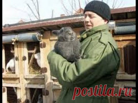 Чем можно кормить кроликов Кормление кроликов — Яндекс.Видео