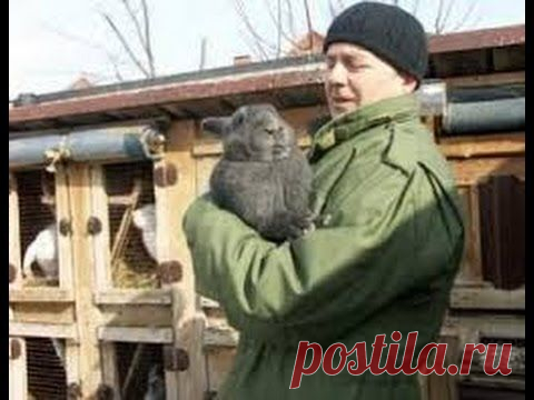 Чем можно кормить кроликов Кормление кроликов — Яндекс.Видео