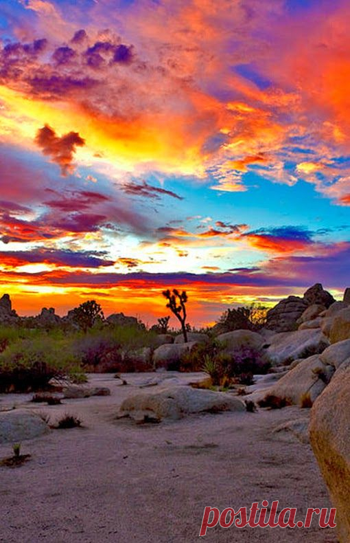 Joshua Tree National Park ~ California | Photography