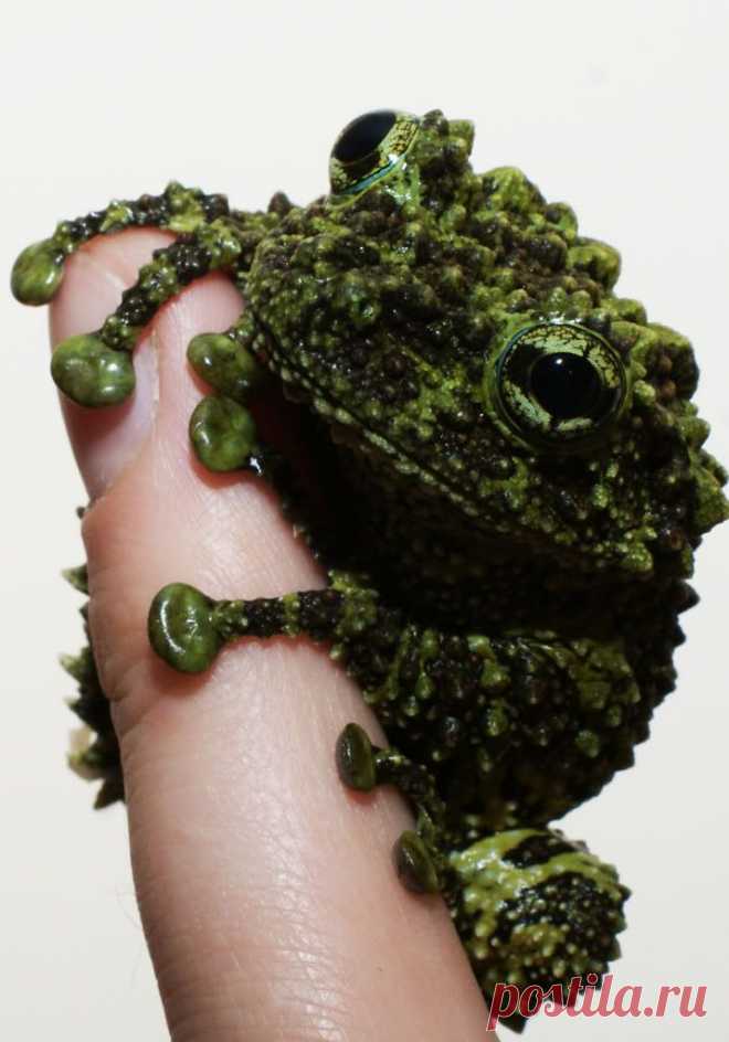 Бородавчатый веслоног.  #лягушки #frogs #ranas