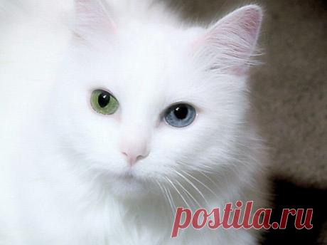 Картинки красивые с кошками (35 фото) 🔥 Прикольные картинки и юмор