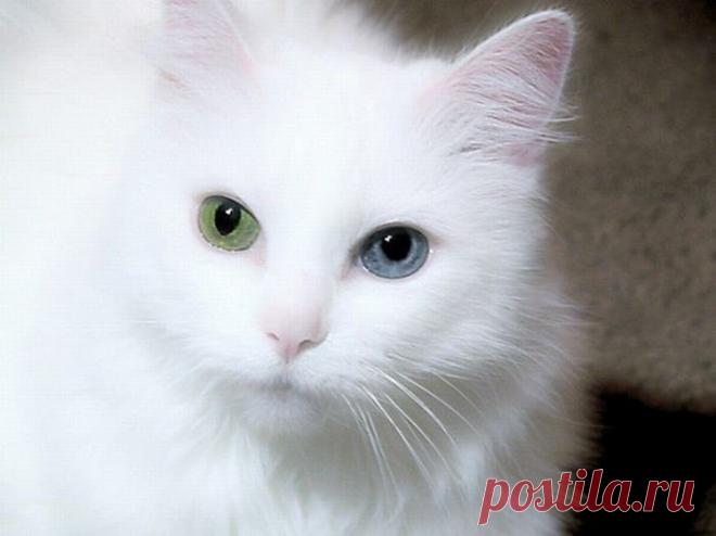 Картинки красивые с кошками (35 фото) 🔥 Прикольные картинки и юмор