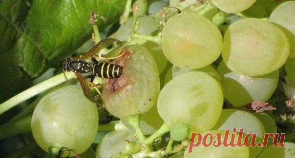 Как избавится от ос на даче